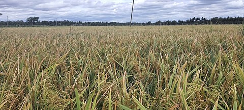 PADDY CROP