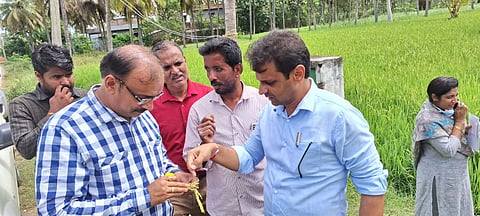Pest problems for Paddy crop Mandya