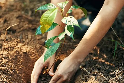 Tree
