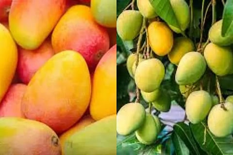kesar mango