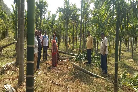 rural mla visit areca plant