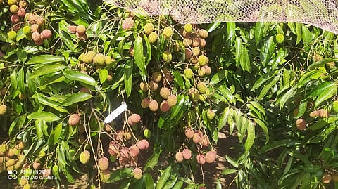 ಚಿತ್ರ 05ಎಸ್ ಡಿ ಪಿ 03 (1)