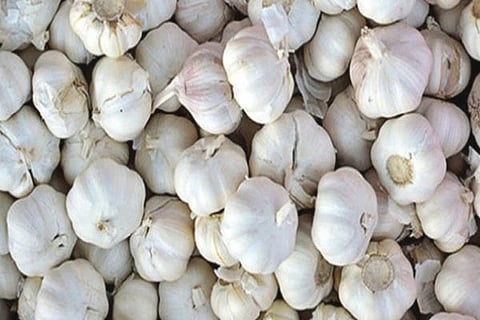 Garlic Price
