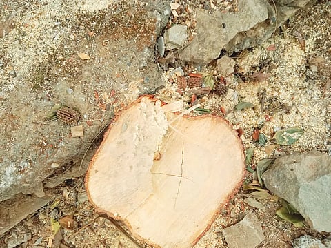 Sandal wood