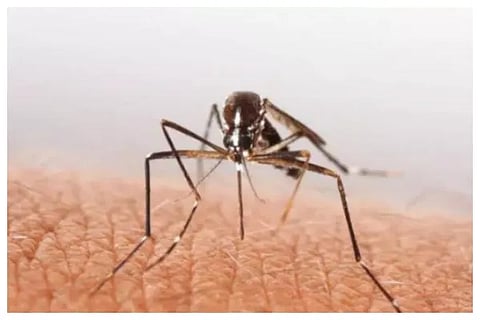 dengue