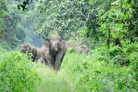 elephant 1