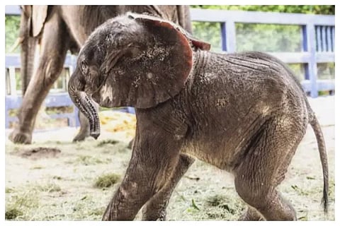 elephant