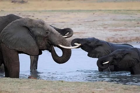 elephant