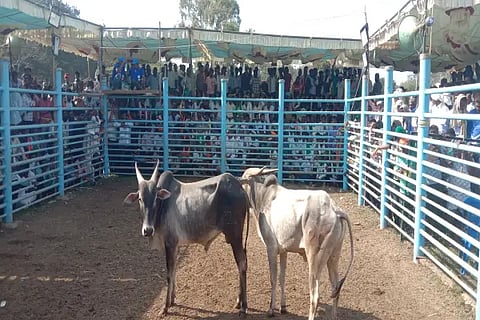 24 BIRUR 01