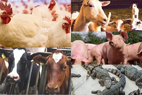 Animals