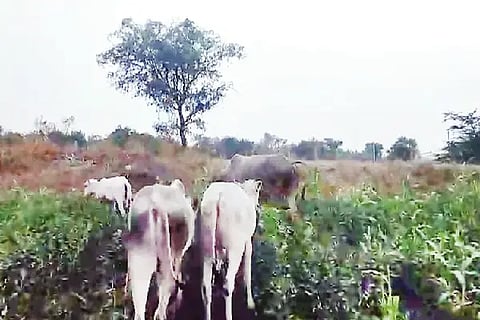 MUL 1