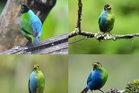 Rare Bird