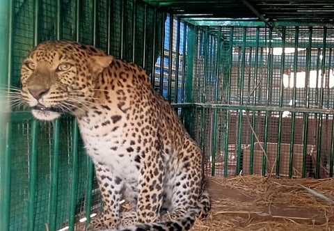 Rescue of leopard and three cubs in Mysore