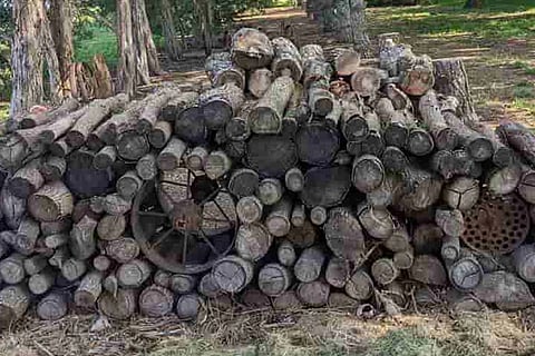 Spot the Cat