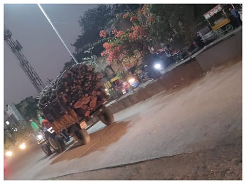 The killing of trees is going on without stopping