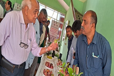 The passion fruit that caught the attention was the papaya fair
