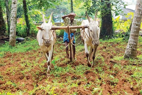 farming