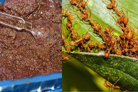 odishas red ant chutney