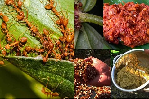 red ant chutney