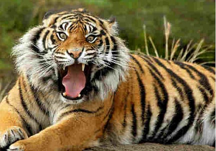 tiger