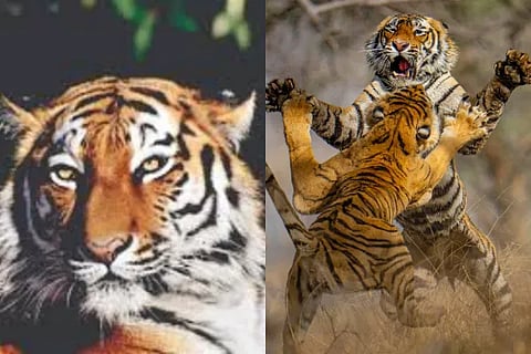 tiger