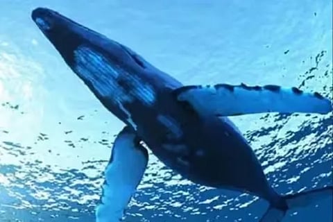 whale