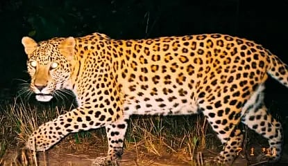 leopard