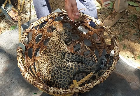 Cheetah-death