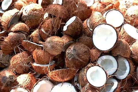 Coconut 1