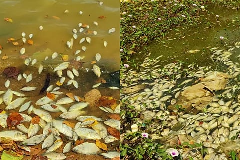 Fish