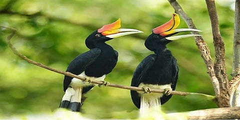 HARNBILL