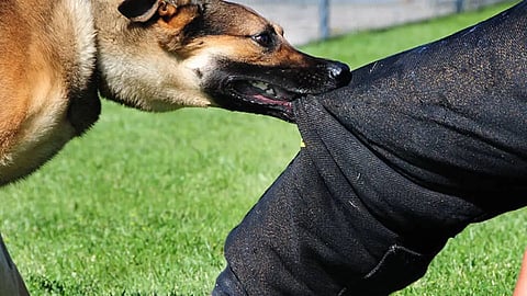 MAD DOG ATTACK
