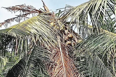coconut tree