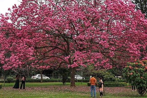 cubbon