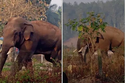 elephant