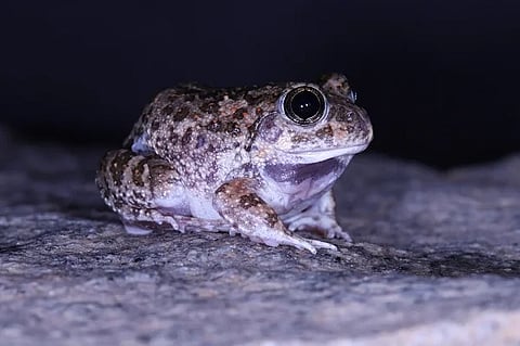 kappe1