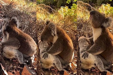koala