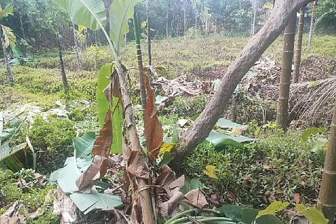 mundaje elephant