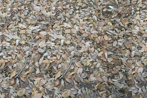 optical illusion could you findout the frogi n this photo