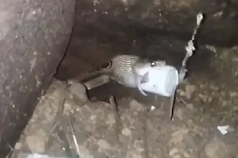 snake