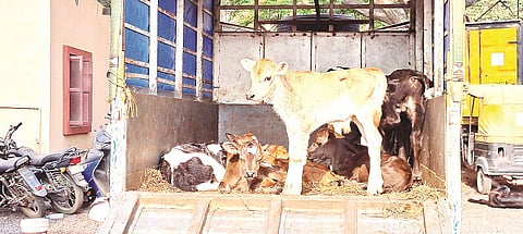 ಫೋಟೋ ಶೀರ್ಷಿಕೆ 29 ಸಿಆರ್_ಪಿ-1ಎ