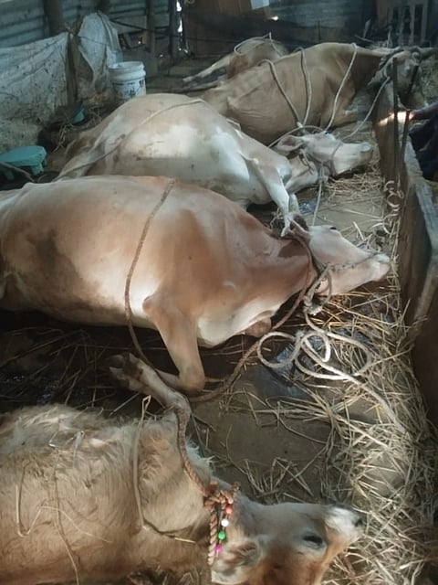 8-KGL PHOTO-2,,