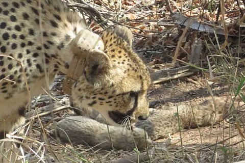 Cheetah