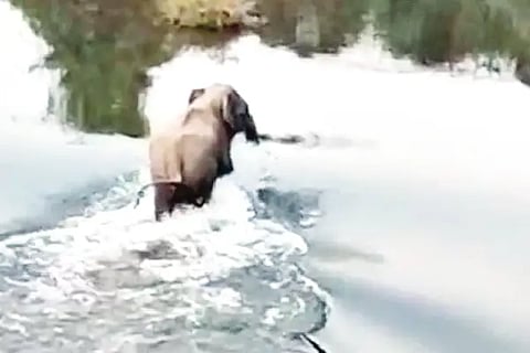 Elephant
