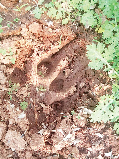 ಜಮೀನಿನಲ್ಲಿ ಹುಲಿ ಗೋಚರ