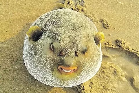 Puffer fish