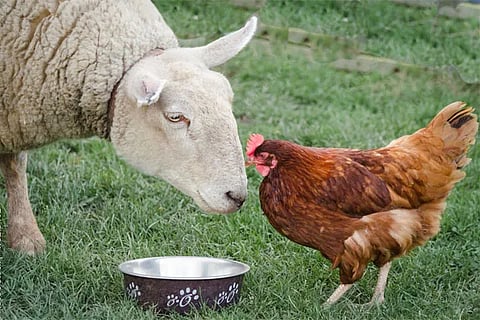 Sheep hen