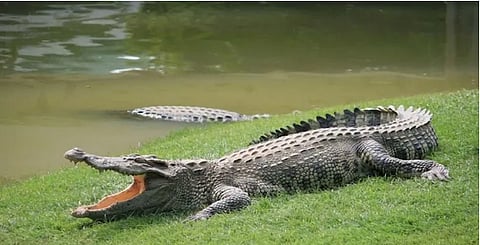 crocodile