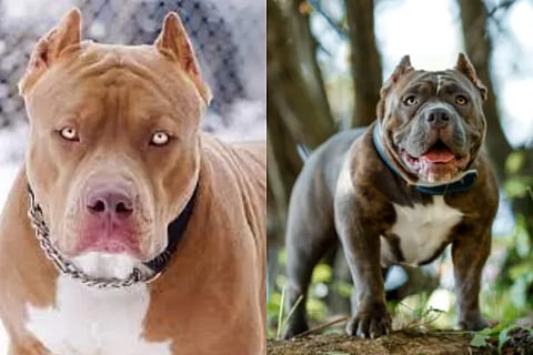 dog