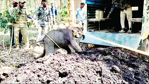 ತಾಯಿಯಿಂದ ಬೇರ್ಪಟ್ಟ ಮರಿಯಾನೆ